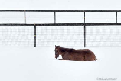 Horse On Snow