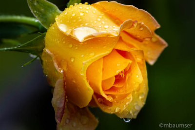 Yellow Rose In The Rain