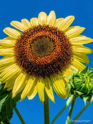 Sunflower 1210545