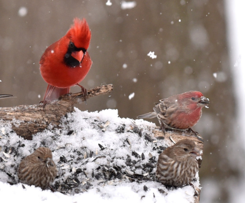Snowy Day at the Bird Feeders