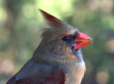 Female Cardinal posing while recovering from a window strike