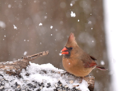 Female Cardinal in the bird feeder