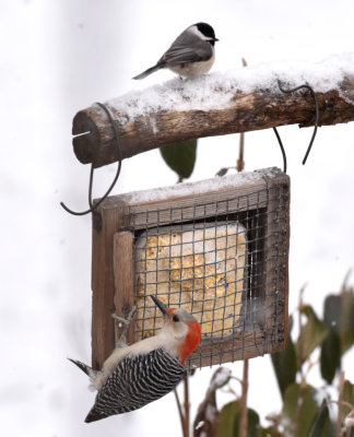 Chickadee and Red-Bellied Woodpecker