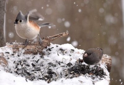 Tufted Titmouse and Junco