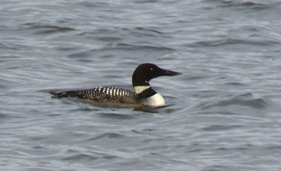 A rare Loon on our local lake