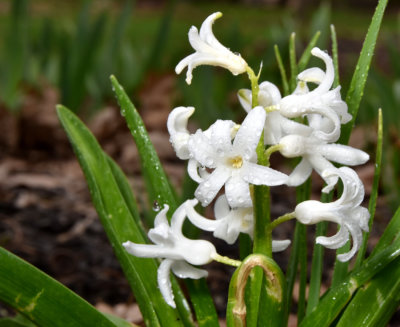 April Showers on the White Hyacinth