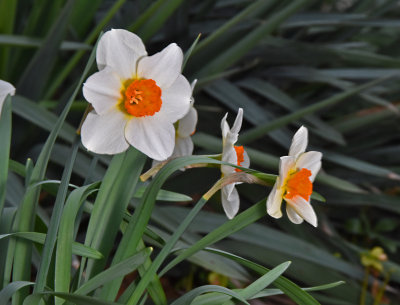 Narcissus Blooms