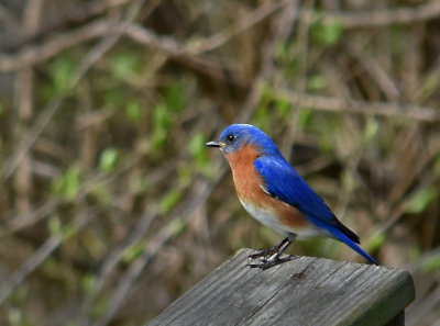 Male Eastern Bluebird on guard duty