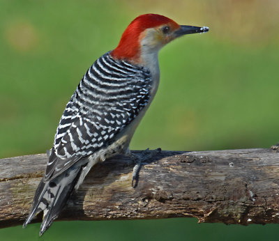 Red Breasted Woodpecker