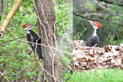 Pielated Woodpecker in the back yard (the size of a crow)