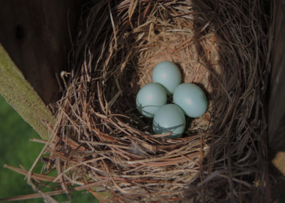 4 Bluebird Eggs! (same nesting box as in the April 5th photo)