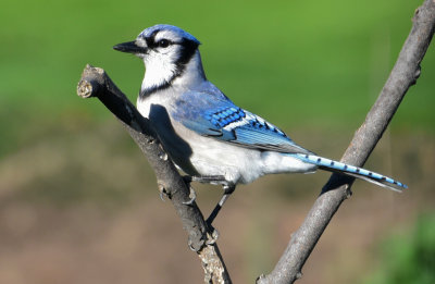 A Blue Jay in the Morning Light