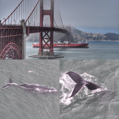Humpback Whales under the Golden Gate Bridge 