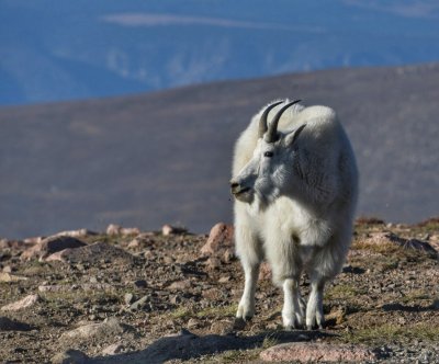 Mountain Goat at 11,000' (3350m)