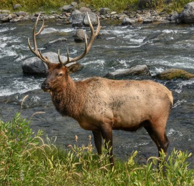 Bull Elk in the Gardiner River, Yellowstone National Park 