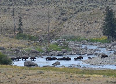 Buffalo crossing a Lamar River in Yellowstone National Park