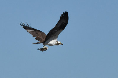 Osprey with a catch