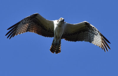 Osprey passing over