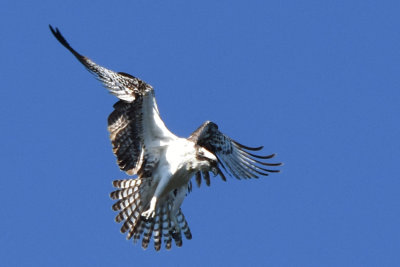 Hovering Osprey spotting a meal
