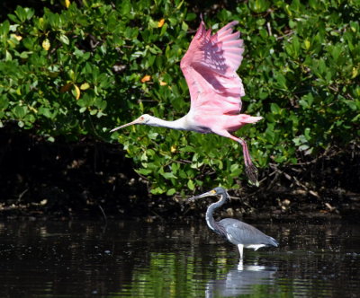 Roseate Spoonbill and Tri-Colored Heron