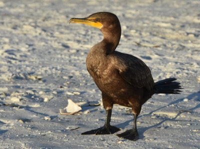 Cormorant