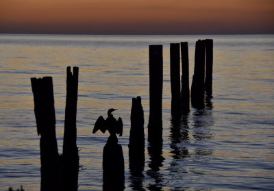 Cormorant posing for a post sunset photo