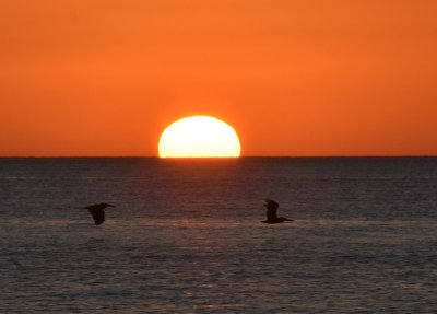 Pelicans passing by the sunset