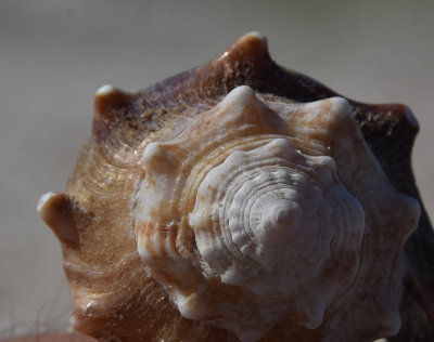 Sea Shell Detail