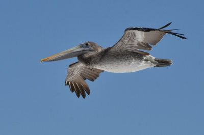 Pelican Gliding Past