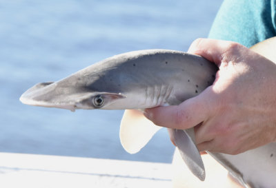 Young Hammerhead Shark caught by a fisherman (and released)