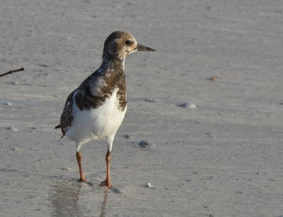 Rudy Turnstone