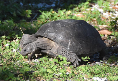 Gopher Tortoise (about 18 long) 