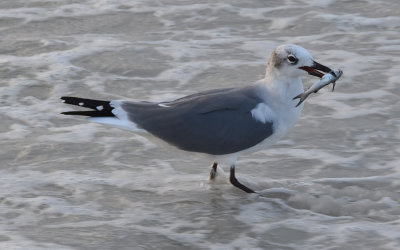 Seagull with a baby shark