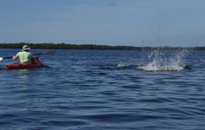 Dolphins feeding on mullet