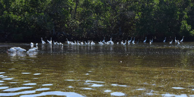 A gathering of white Egrets and Ibis