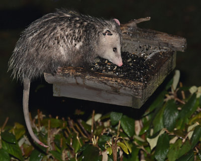 An Opossum raiding our bird feeder at 1:30am
