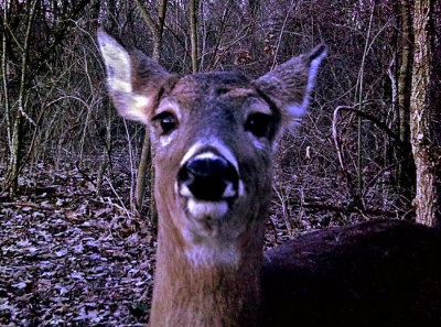 Curious Deer Checking out the Trail Camera