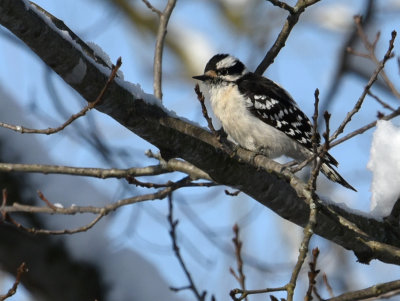 Downy Woodpecker and the Aprils Fools Day Snow