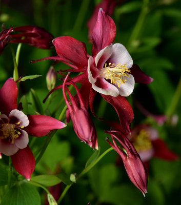 Brenda's Columbine