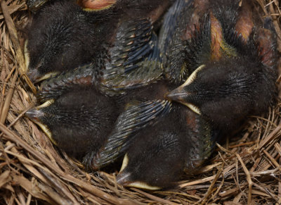 4 Bluebird Chicks starting to get their feathers