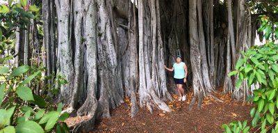 Huge Banyon tree in Fort Myers
