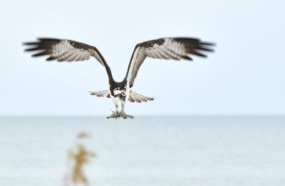 Osprey picking up a stick on the beach for it's nest