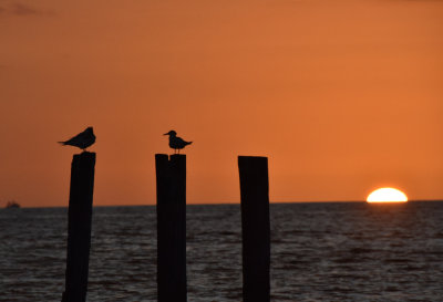 Fort Myers Sunset