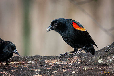 _MG_2870.jpg