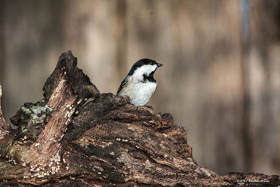 _MG_2880.jpg