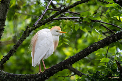 Birds of the Texas Gulf Coast