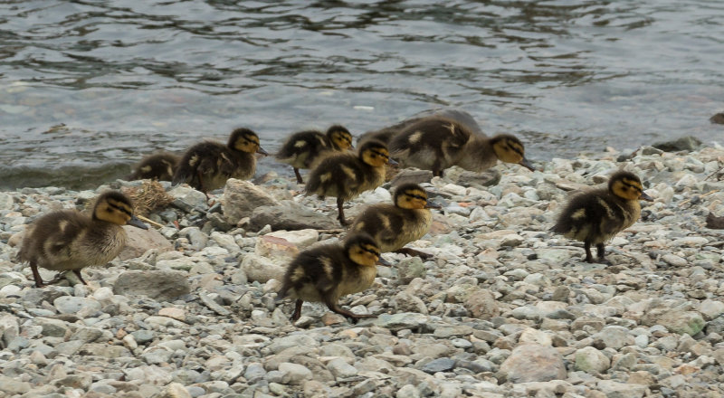 Coniston IMG_9308.jpg