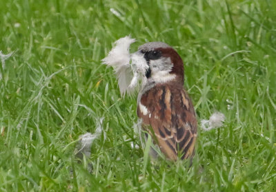 Sparrow collecting nest material IMG_0642.jpg