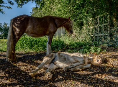 Napping foal IMG_2664.jpg
