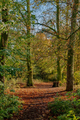 Cottingham autumn IMG_1873.jpg
